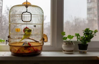 How Do I Choose the Right Size and Type of Cage for My Bird?