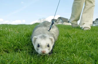 How Can I Litter Train My Small Mammal Pet, Such as a Rat or Ferret?