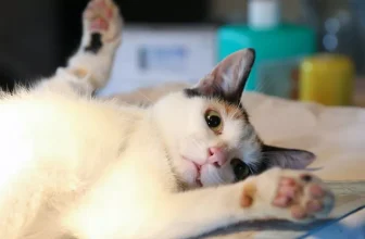 Why Is It Important to Spay or Neuter My Cat, and at What Age Should It Be Done?