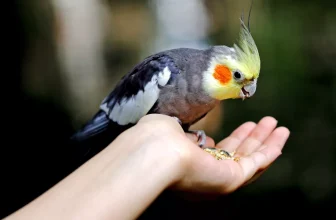 What Are the Nutritional Requirements for Different Species of Pet Birds?