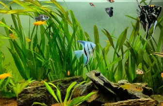 What Are the Benefits of Live Plants in a Freshwater Aquarium, and How Do I Care for Them?