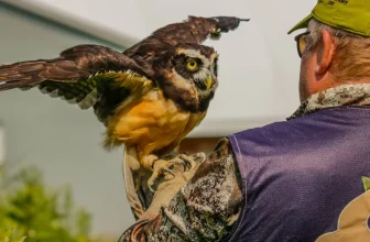 How Do I Train My Bird to Talk or Perform Tricks?