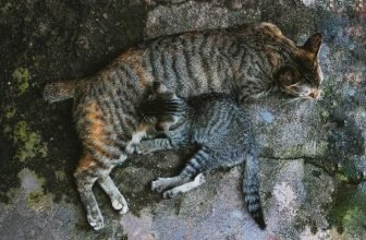 cat flea and tick control