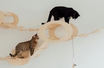cat toys for stimulation