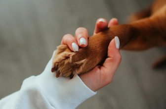 dog training recall techniques