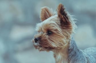 housebreaking a puppy effectively