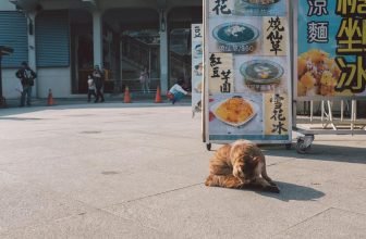 recognizing pain in cats