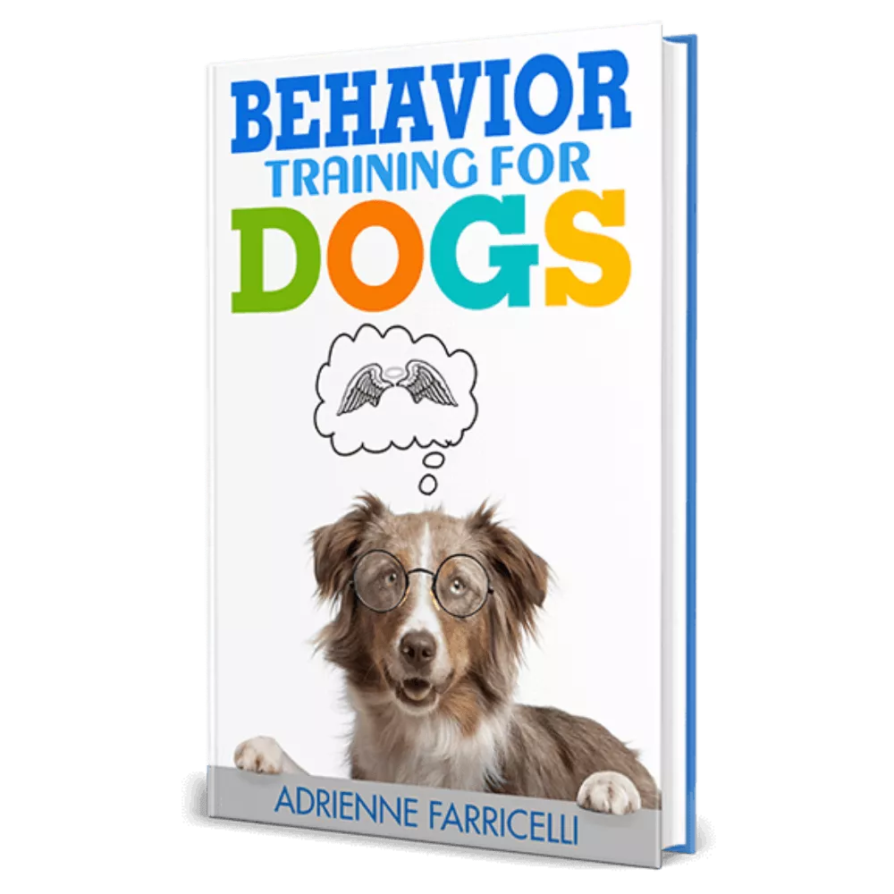 braintraining4dogs.webp