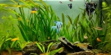 What Are the Benefits of Live Plants in a Freshwater Aquarium, and How Do I Care for Them?