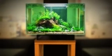 What Are the Key Factors to Consider When Setting up a Freshwater Aquarium?