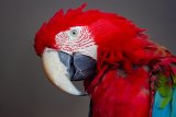 What Are the Best Ways to Socialize and Bond With My Pet Bird?