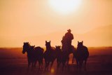 What Are the Different Types of Horseback Riding Disciplines, and How Do I Choose the Right One for Me and My Horse?