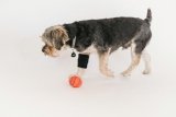 What Are Some Fun and Stimulating Activities to Keep My Dog Entertained Indoors?